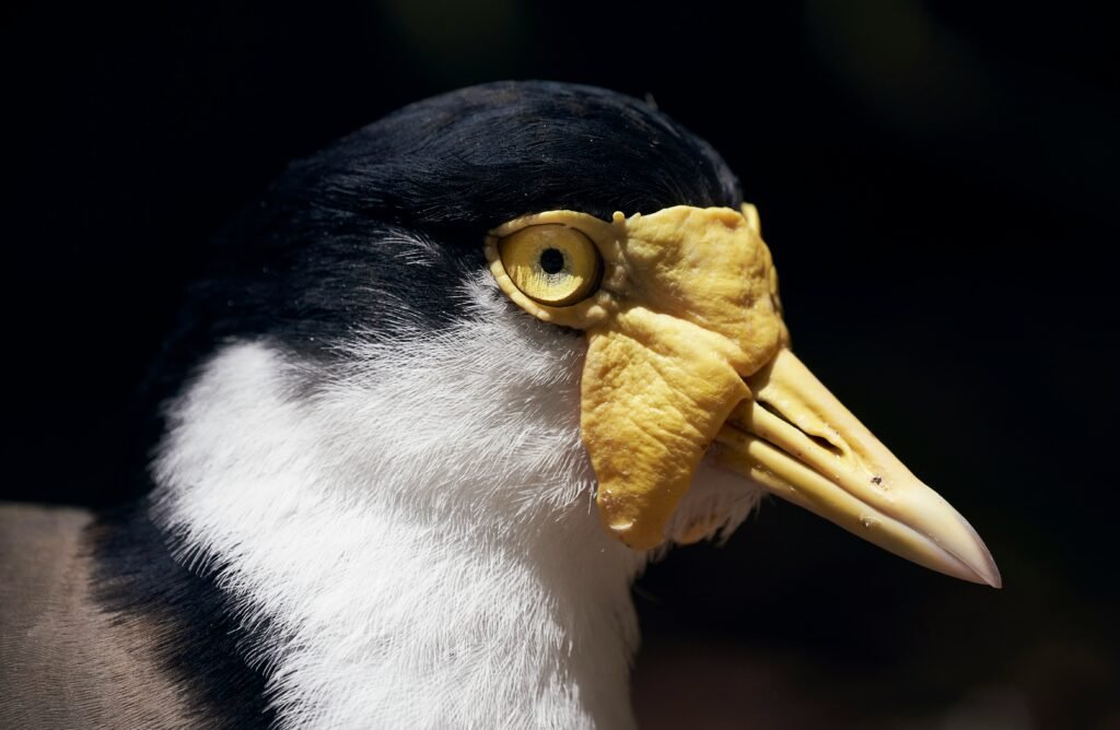 Celebrate Plover 2025: A Complete Guide to Meaning, Events, and How to Join