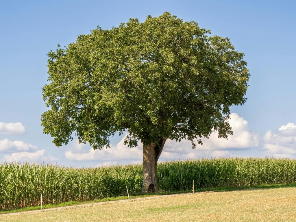 100 gallon live oak tree