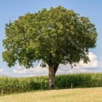 100 gallon live oak tree
